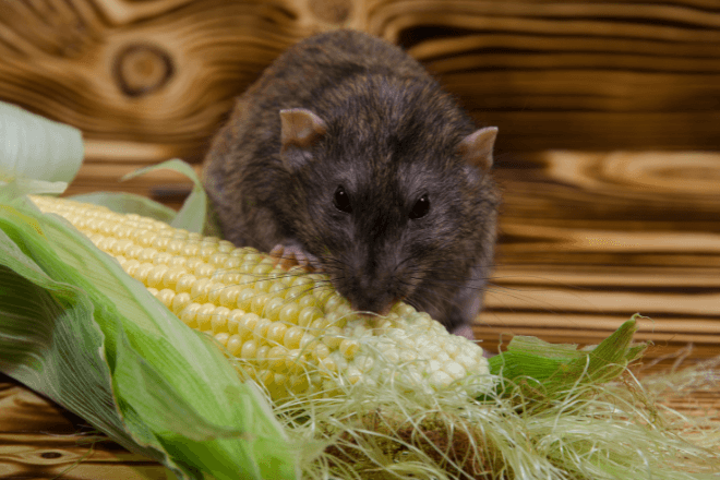 No more pests