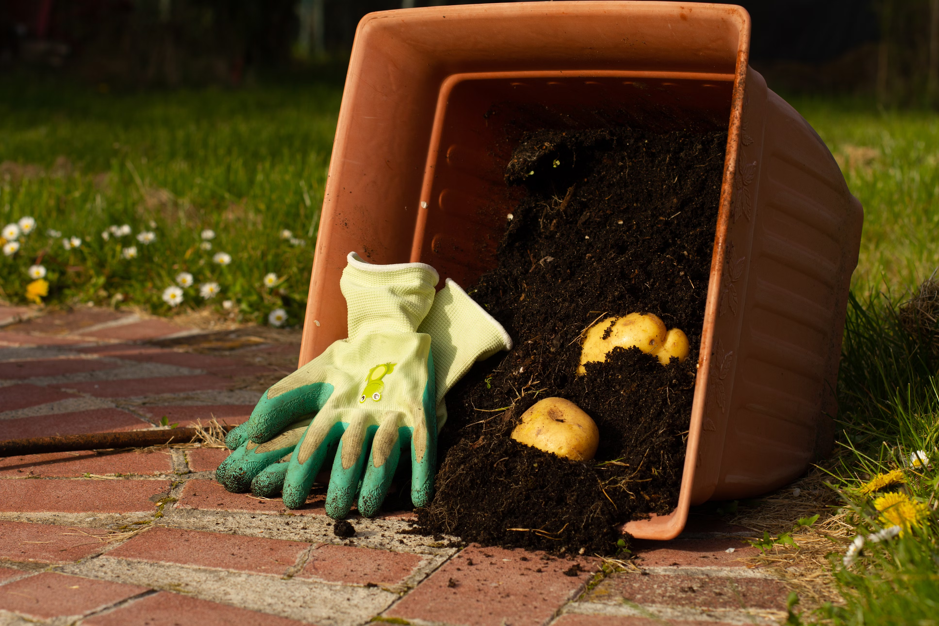 Thriving indoor plants and vegetables grown with quality compost
