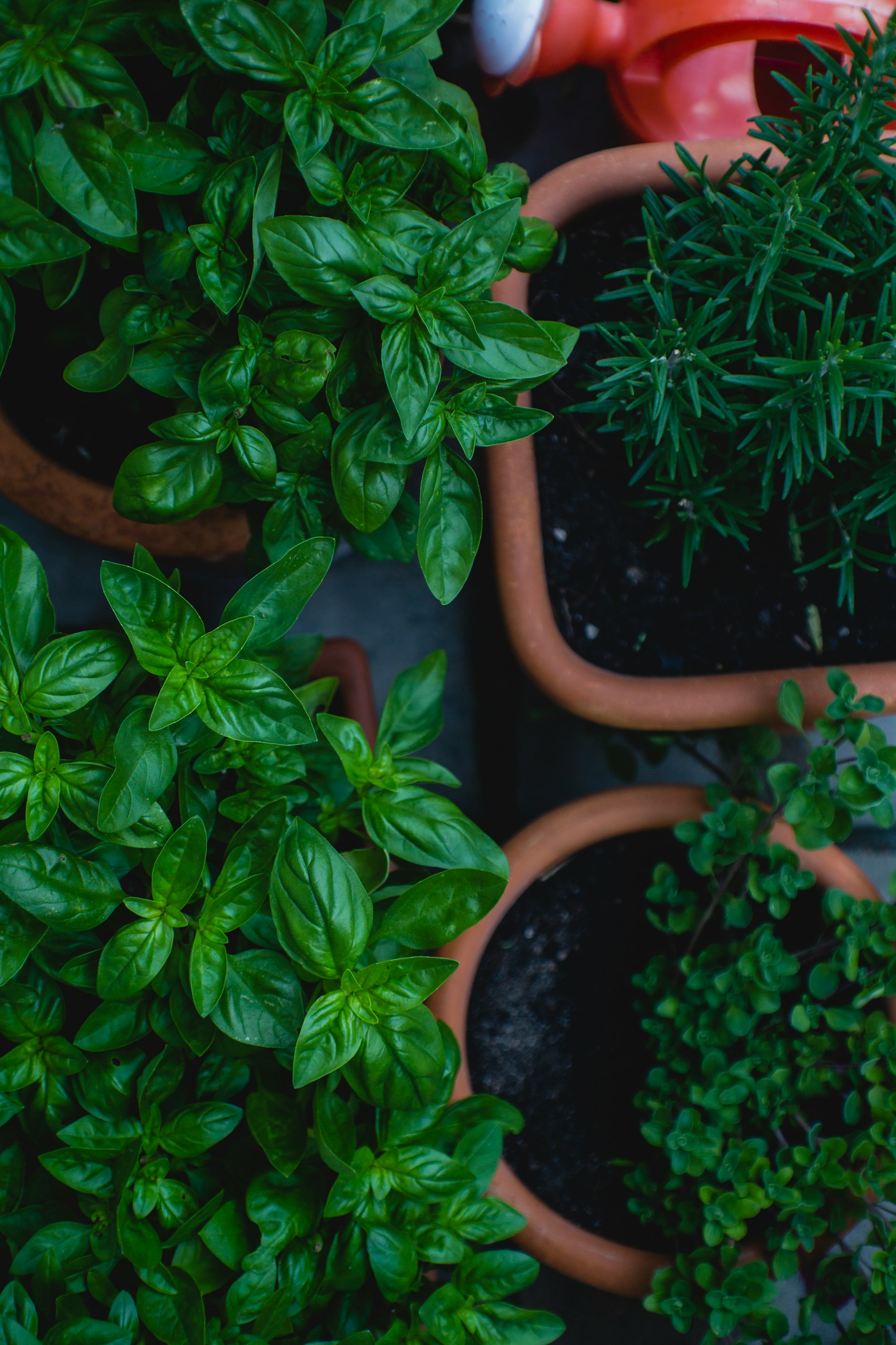 gardening tips companion plants