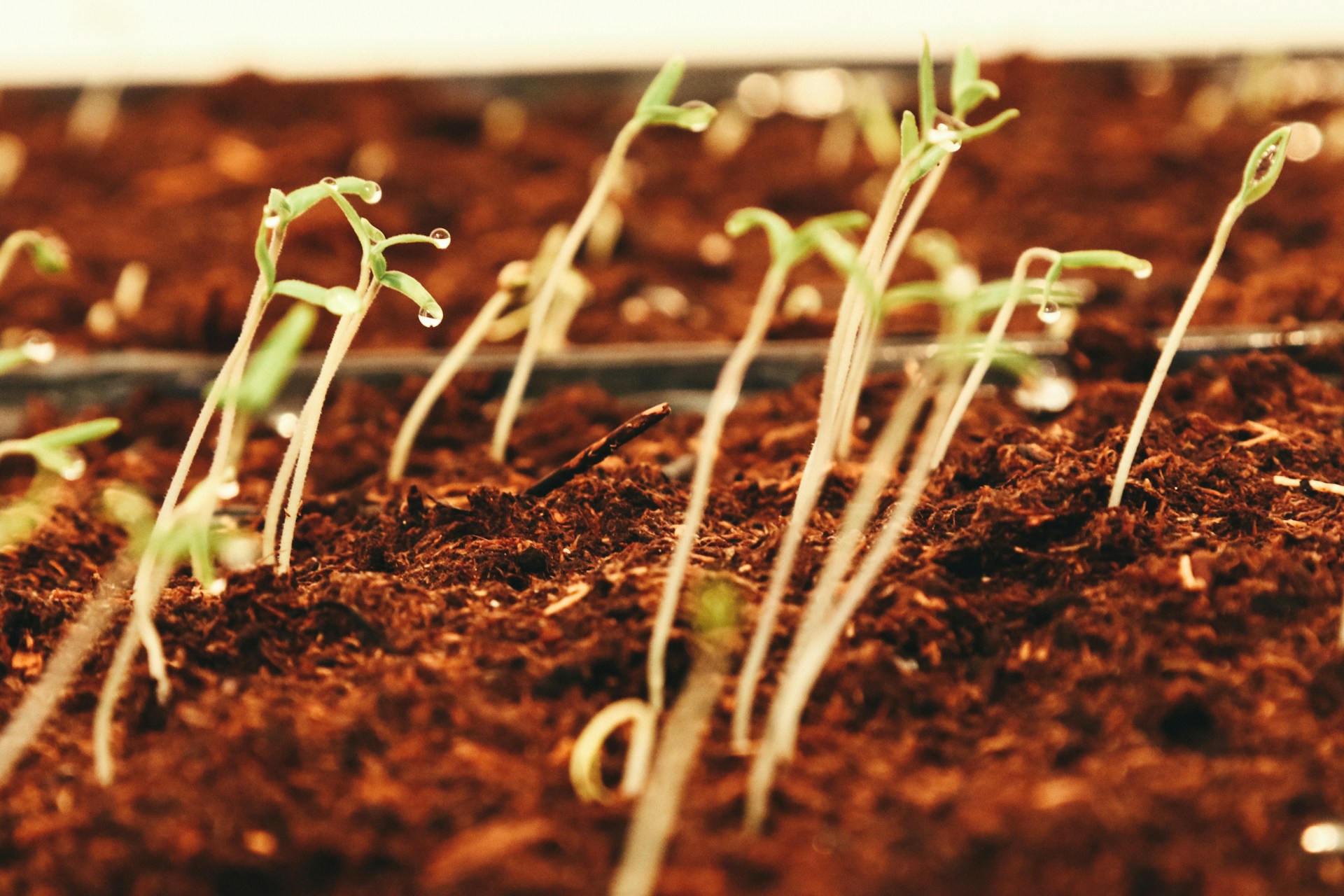 Tomato Seeds Start to Sprout
